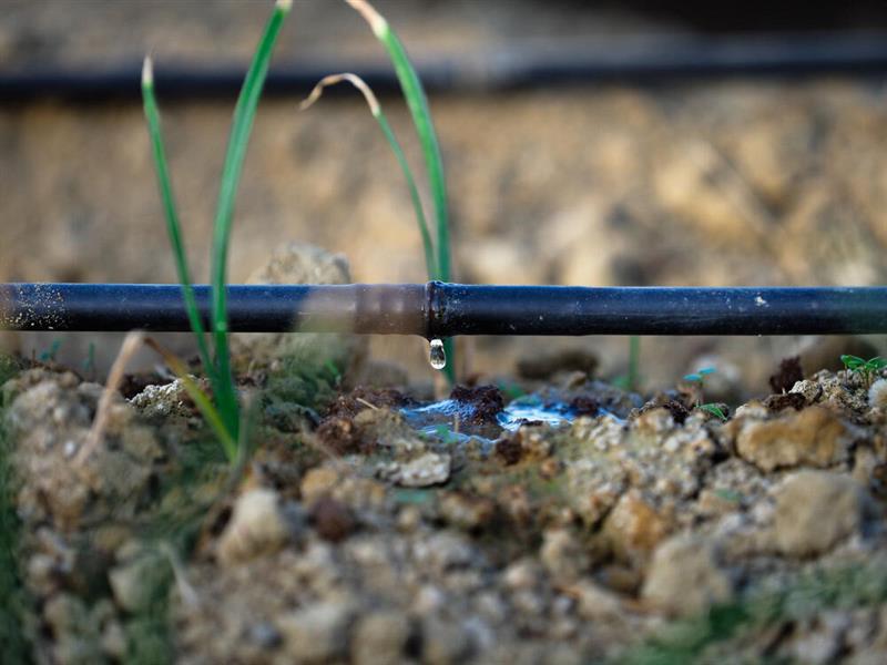 Drip Irrigation