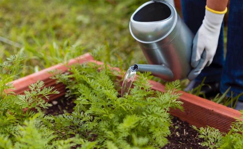 How to Water Raised Garden Beds