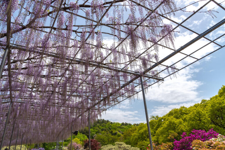 Pergola
