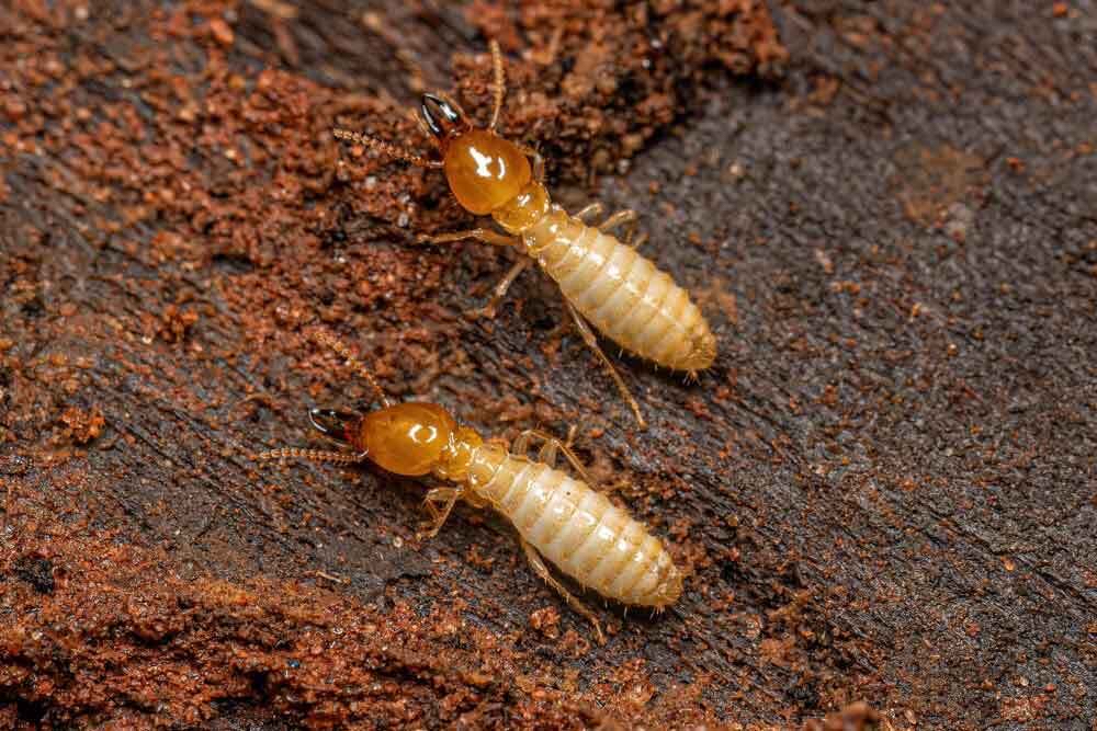 Ants vs. Termites