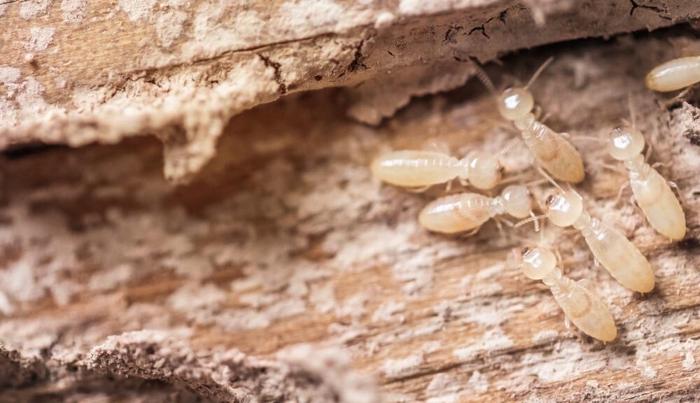 Signs of a Termite Infestation