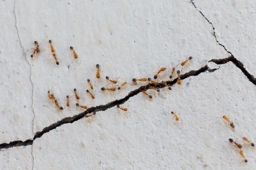 Signs of an Ant Infestation