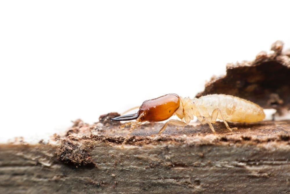 Suspect Termites