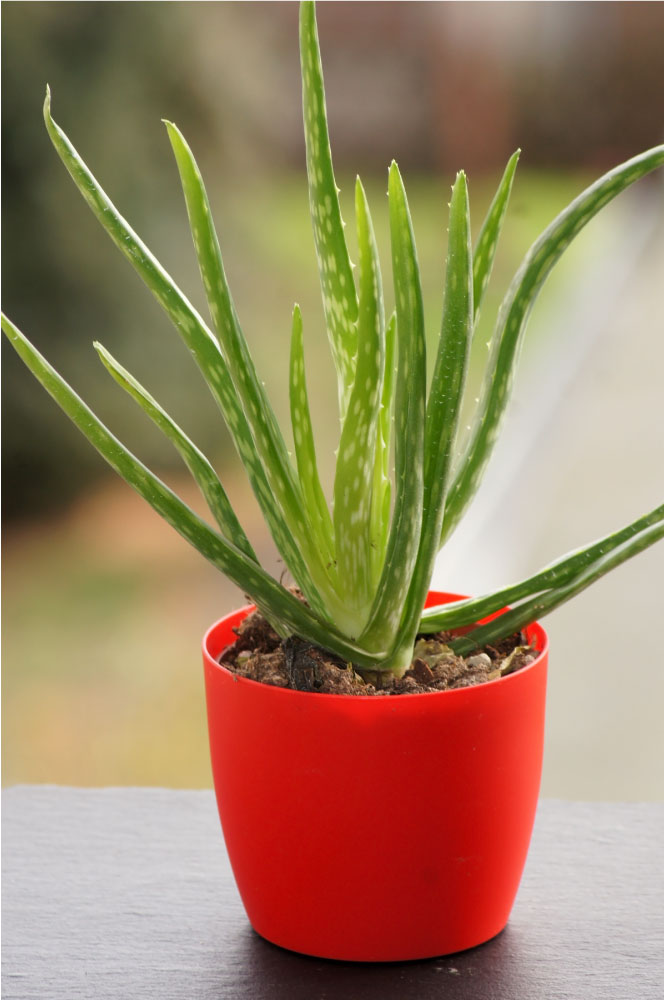 Aloe vera