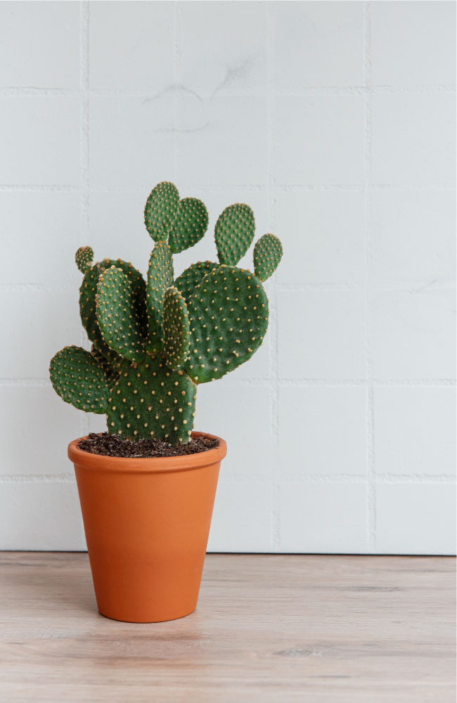 Angel Wings Cactus