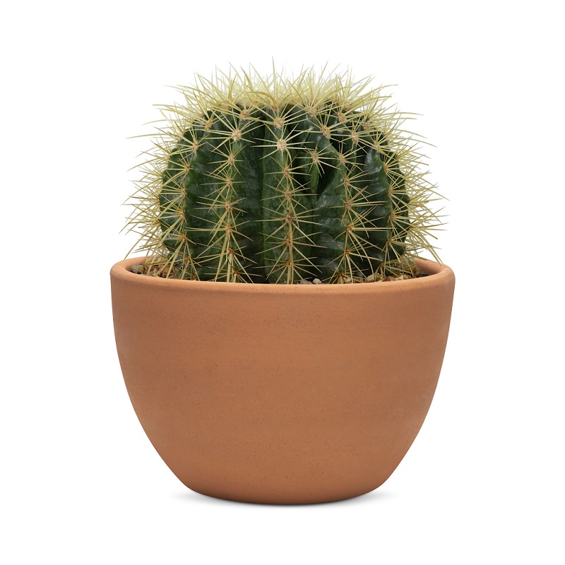 Barrel Cactus