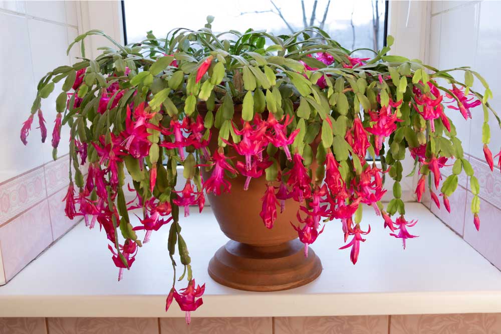 Christmas Cactus