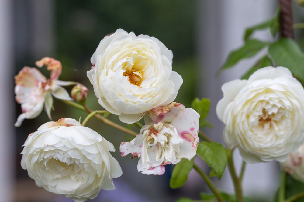 Claire Austin Climbing Rose