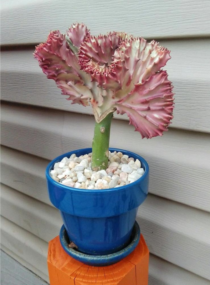Coral Cactus