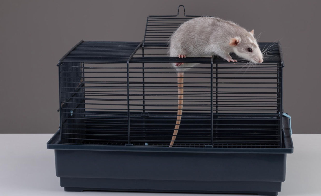 DIY Rodent Control Methods