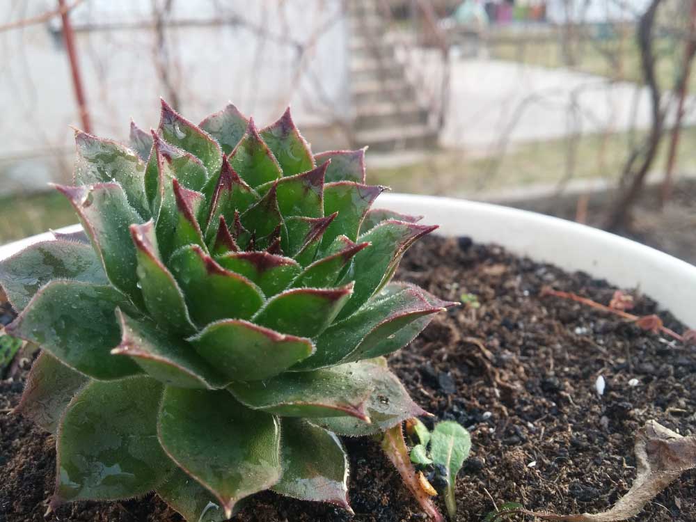 Echeveria Dessert Plant