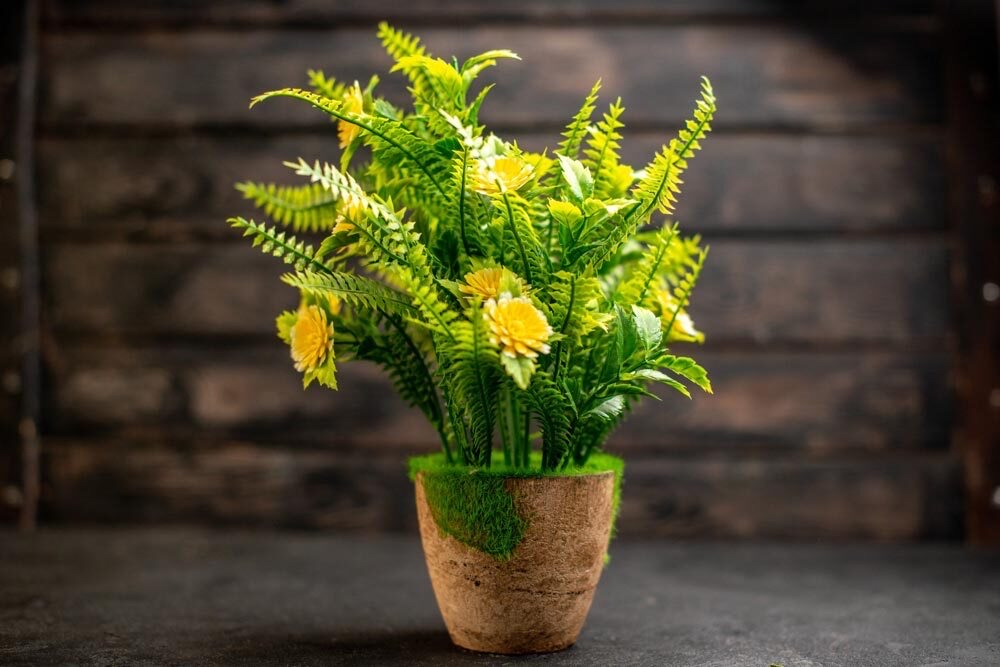 Efficient Indoor Plant Décor