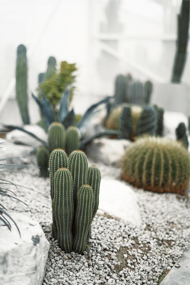 Indoor Desert Plants