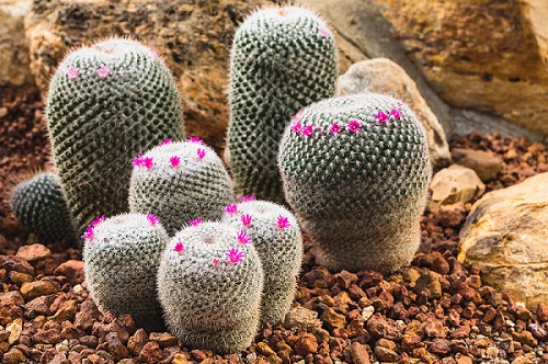 Old-Lady Cactus