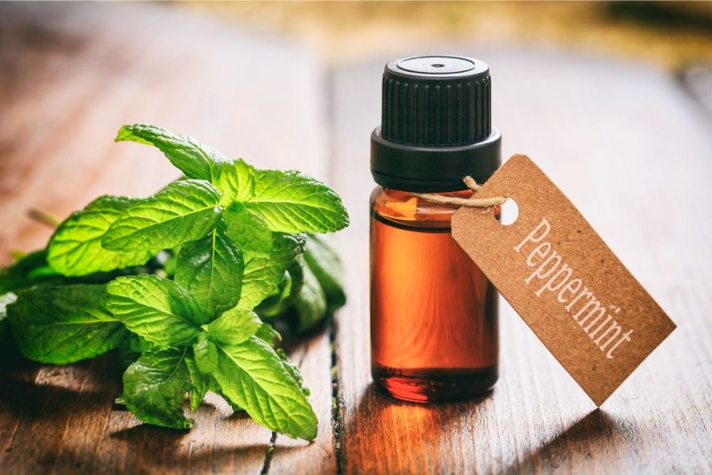 Peppermint Oil - DIY Rodent Control Methods That Don’t Work