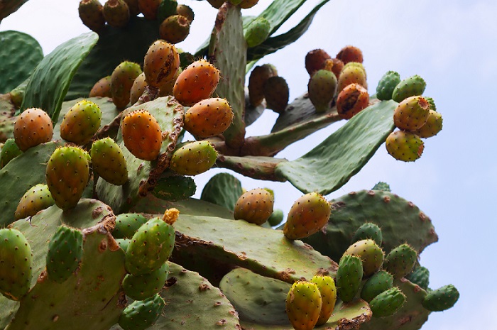 Prickly Pear Cactus
