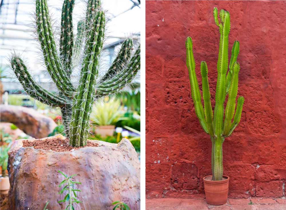 Saguaro