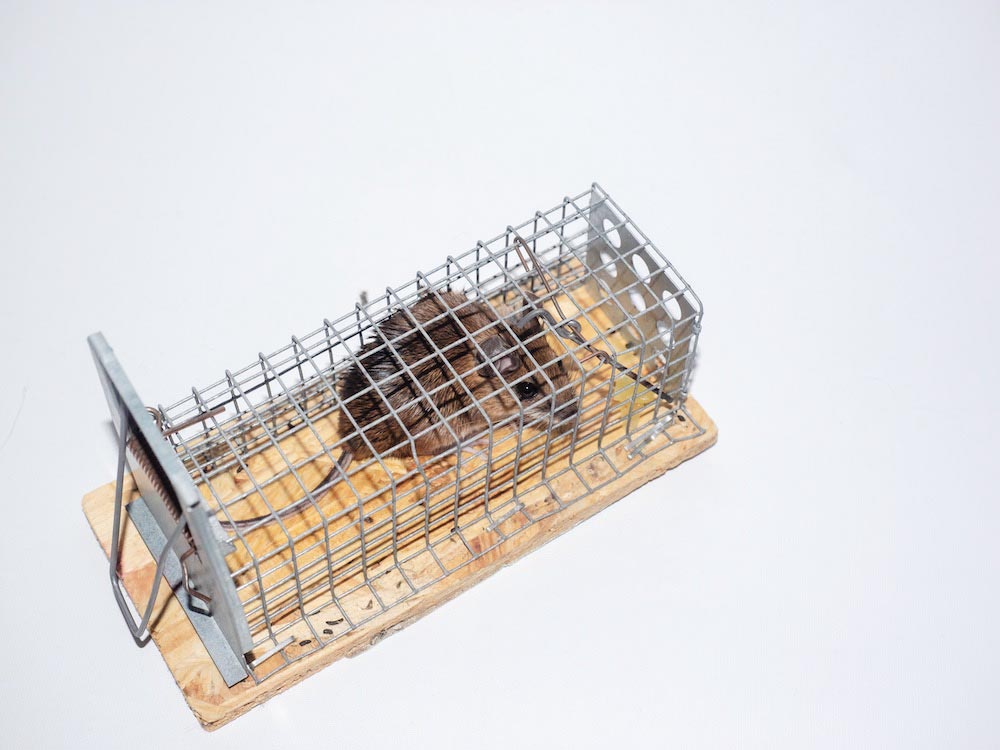 Strategic Trap Placement to Trap Rodent