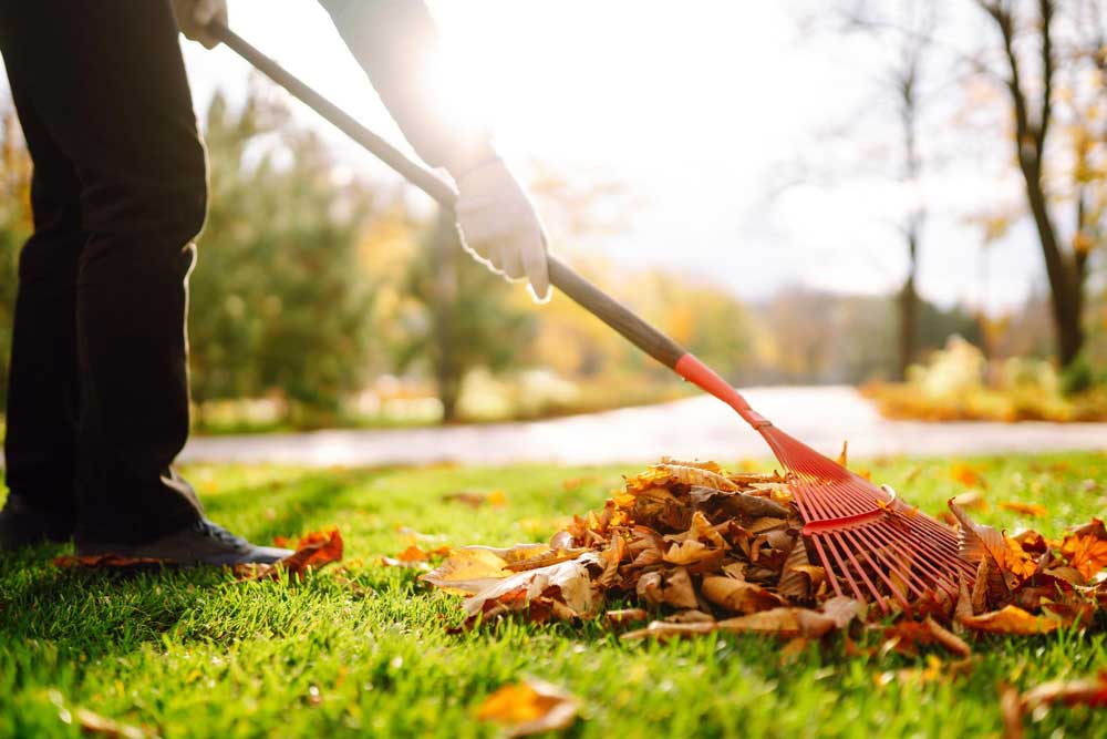 Cleaning Backyard to Prevent Wildlife Animal
