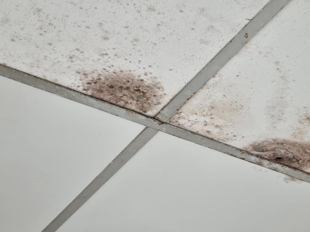Mildew and Mould Stains on Grout