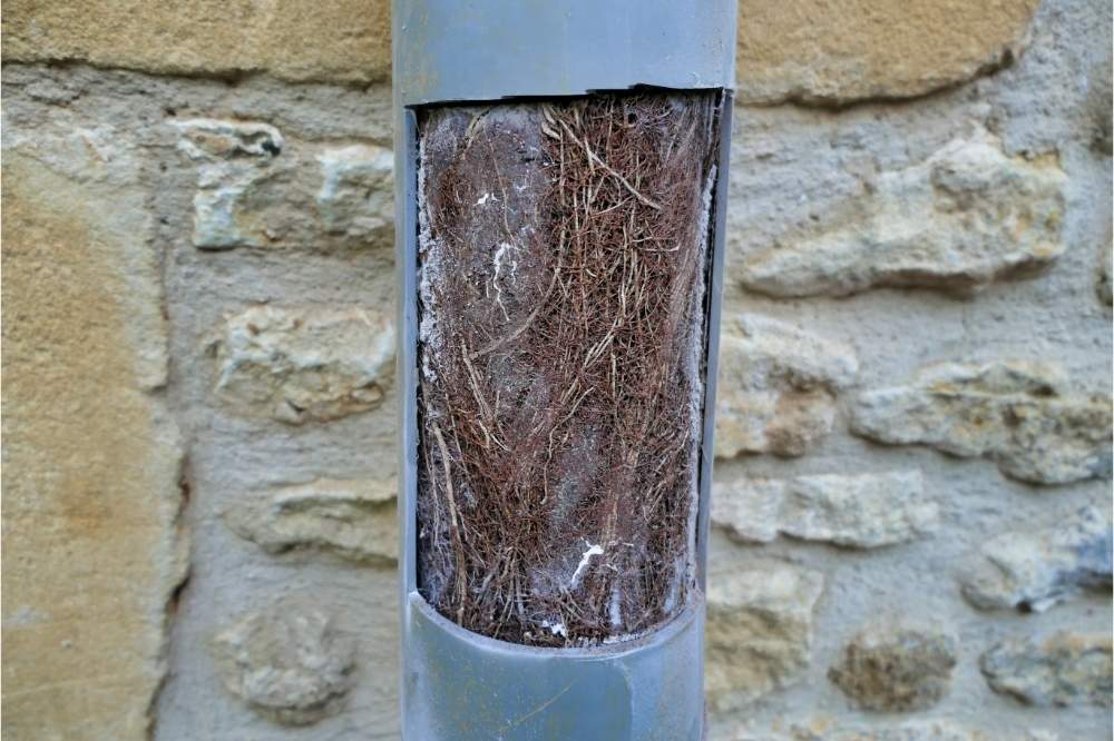Tree Roots in Sewer Line