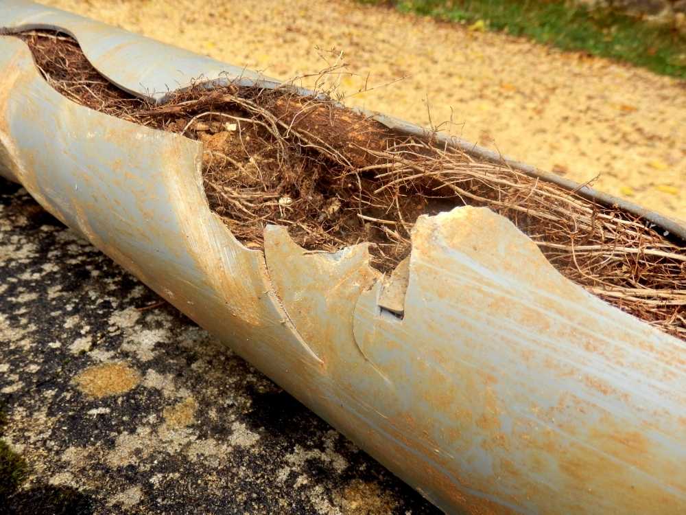 Tree Roots in Sewer Line