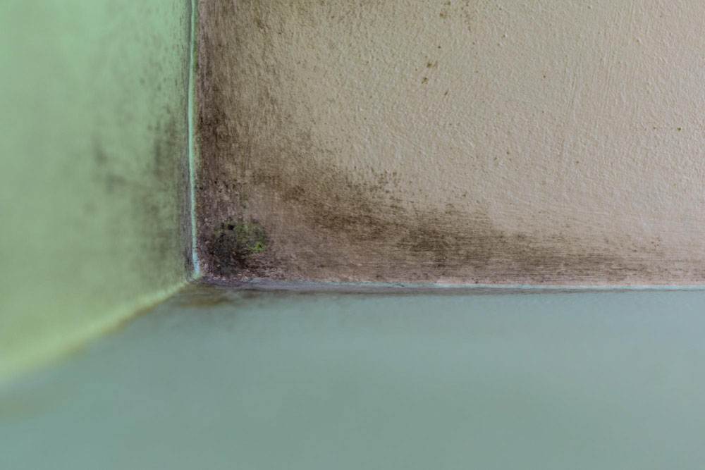 Visible Mold Near Baseboard