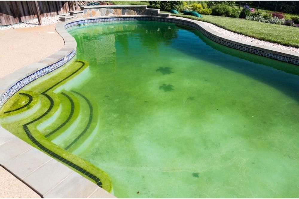 Algae Thrives in Pool Water Algae Thrives in Pool Water
