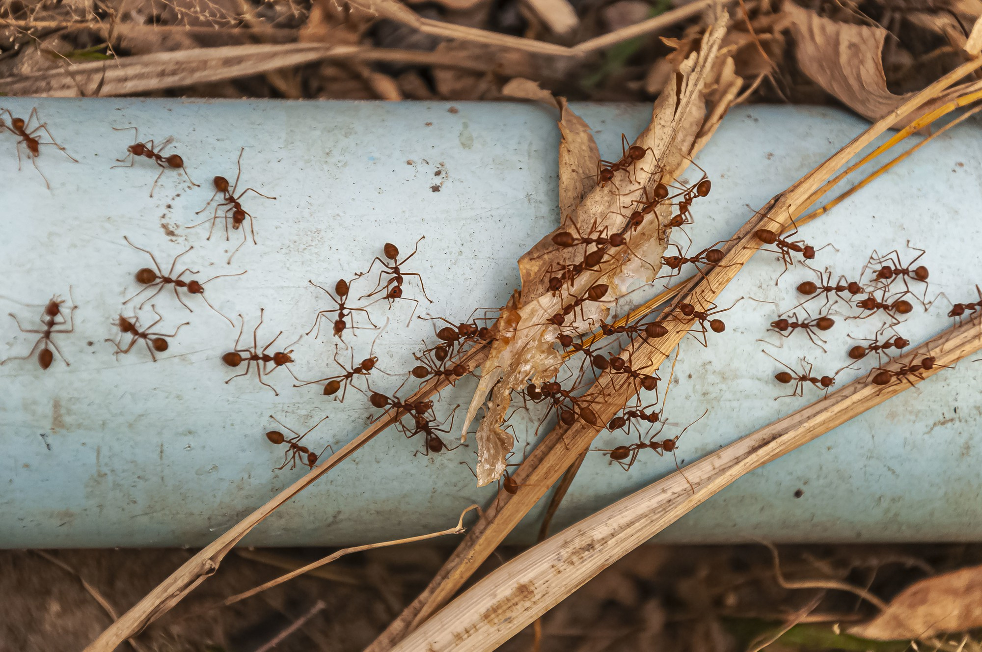 Common Lawn Pests