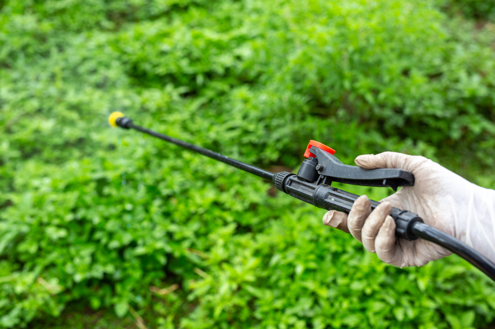 What Is Lawn Pest Control