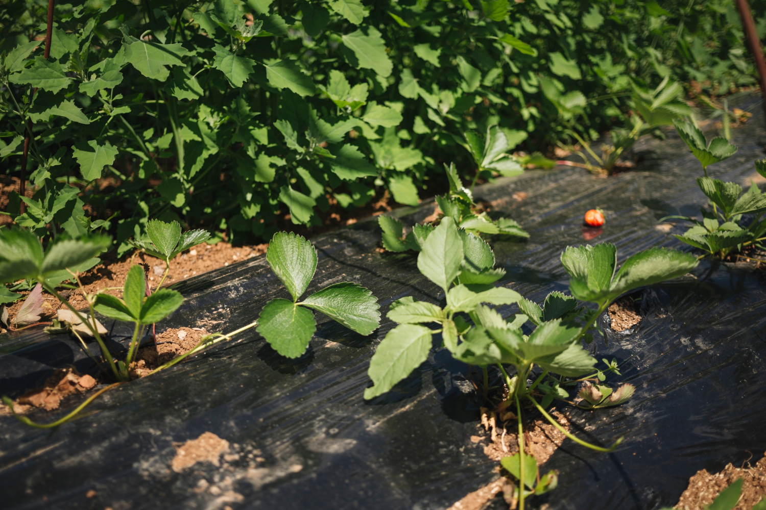 Landscaping Fabric
