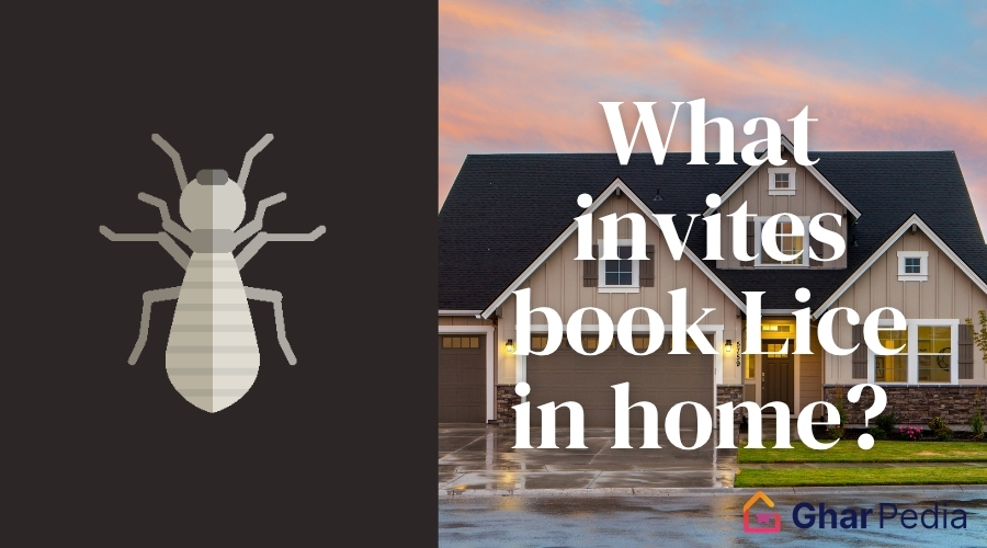 What invites book Lice in home