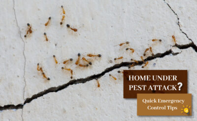 Emergency Pest Control Solutions