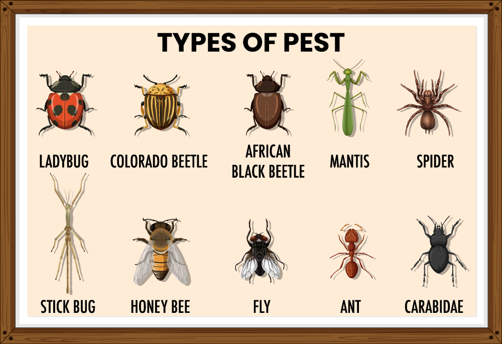 Identify Type of Pest