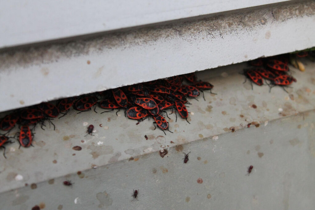 A Sudden Pest Infestation at House
