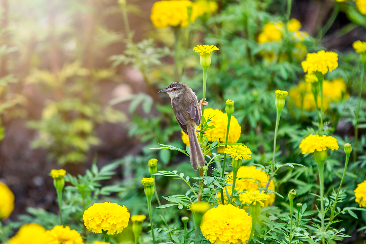 Bird Sitting on Marigold Flower