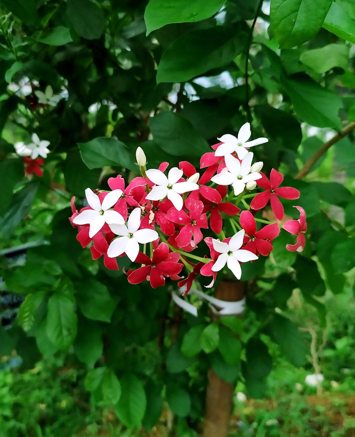 Cluster Red White Rangoon Creeper