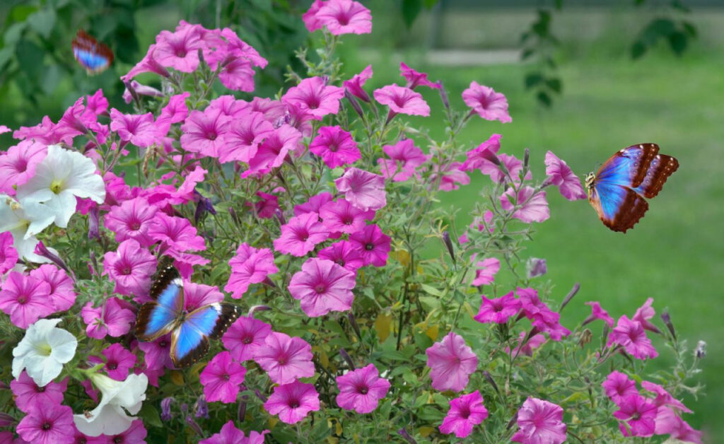 Flowering Plants That Attract Butterflies and Birds