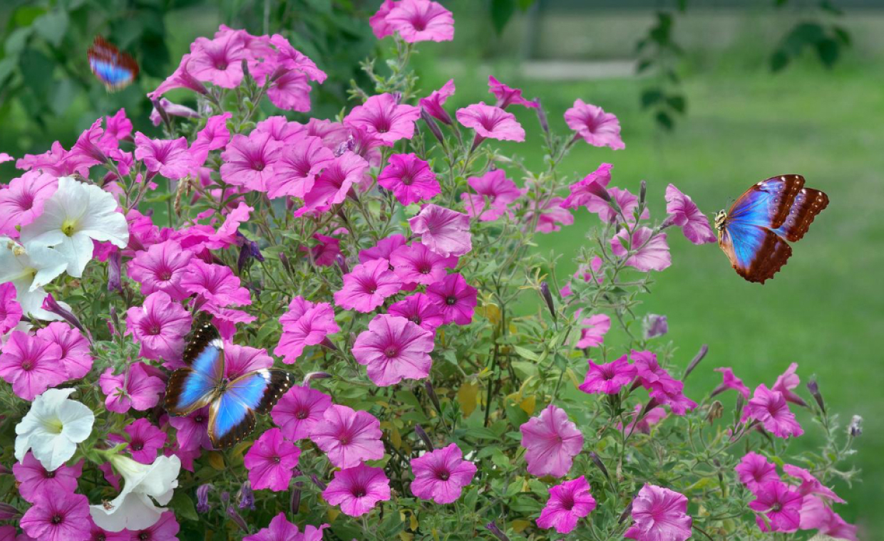 Flowering Plants That Attract Butterflies and Birds