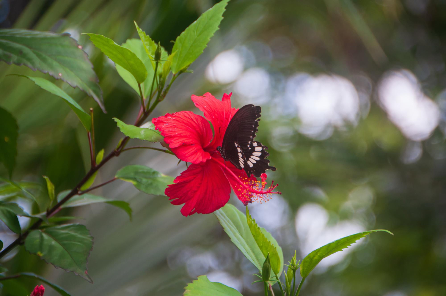 Hibiscus with Butterfly