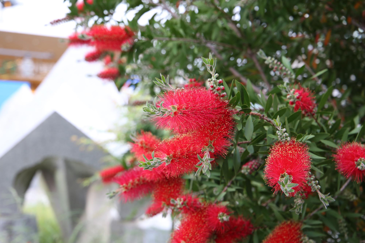 Red Flower Bottle Brush Tree