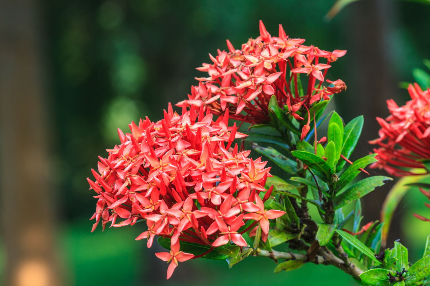 Red Ixora Flower