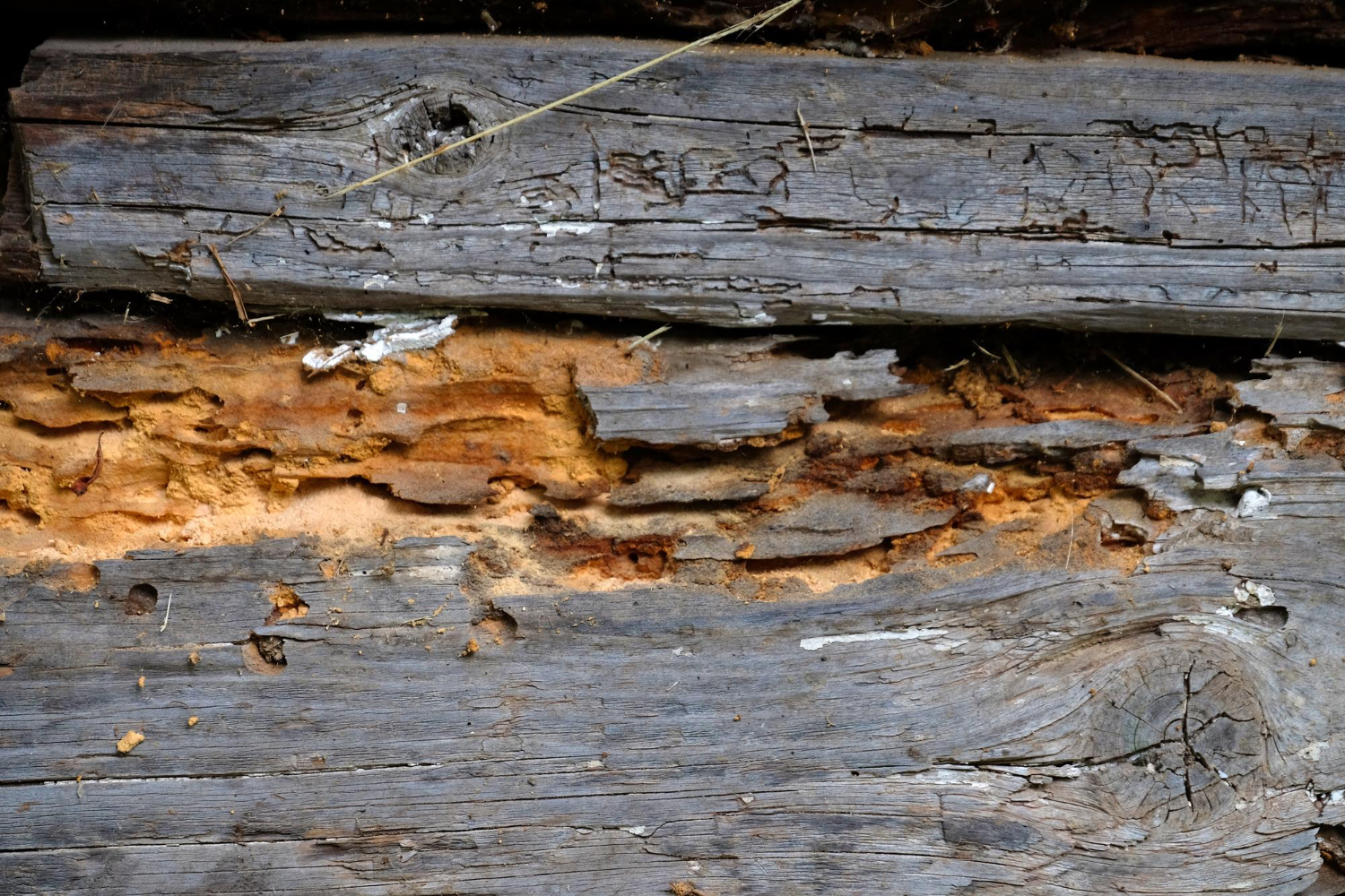 Signs of Hidden Pest
