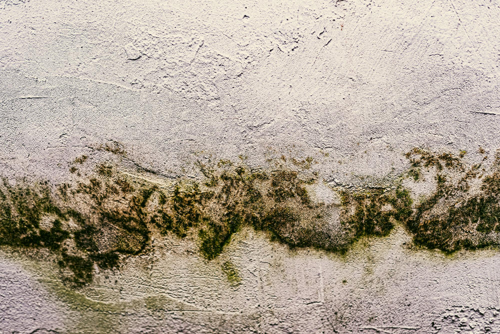 Damp House