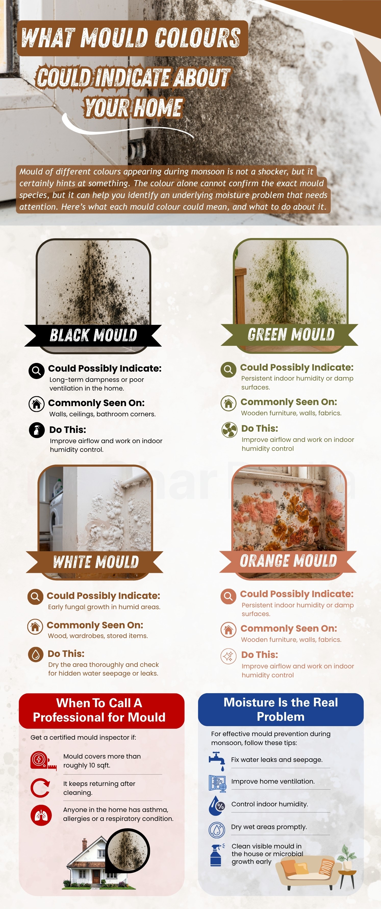 Mould Colours and What They Indicate About Your Home