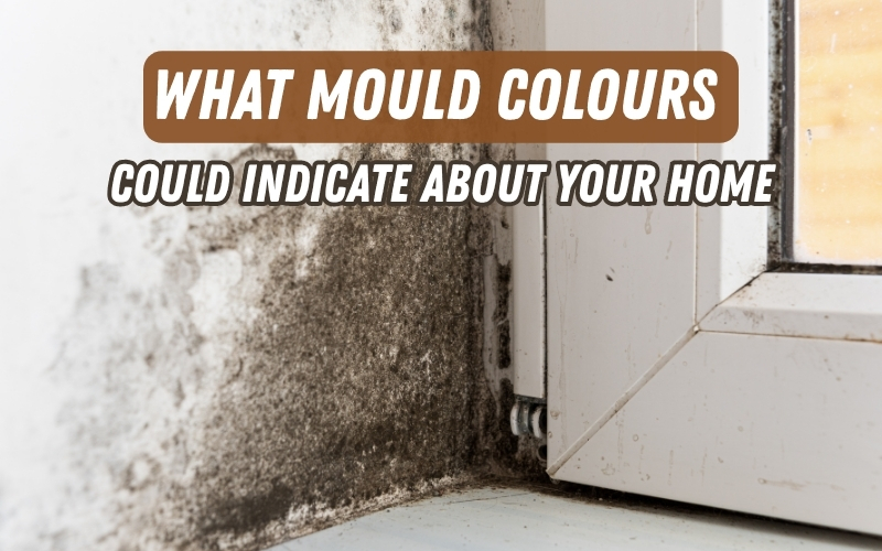 Mould on Wall Near Window What Mould Colours Could Indicate