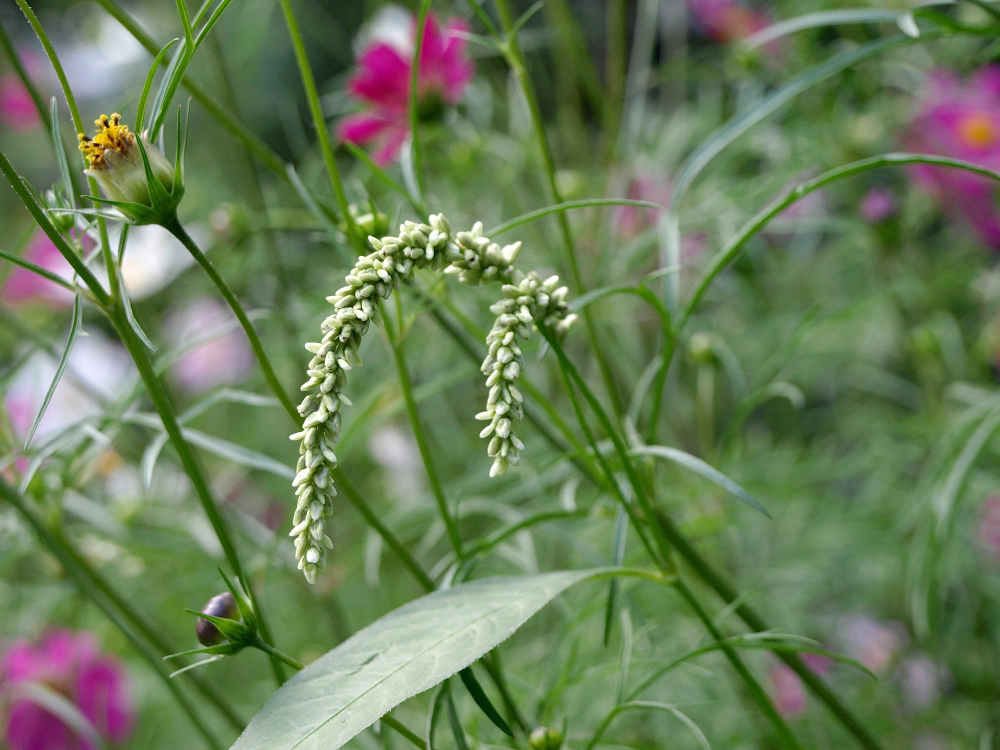 Knotweed