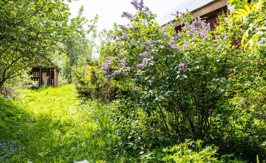 Overgrown Garden Clearance