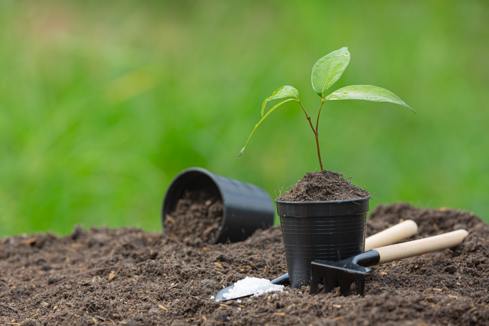 Protect the Soil and Replant