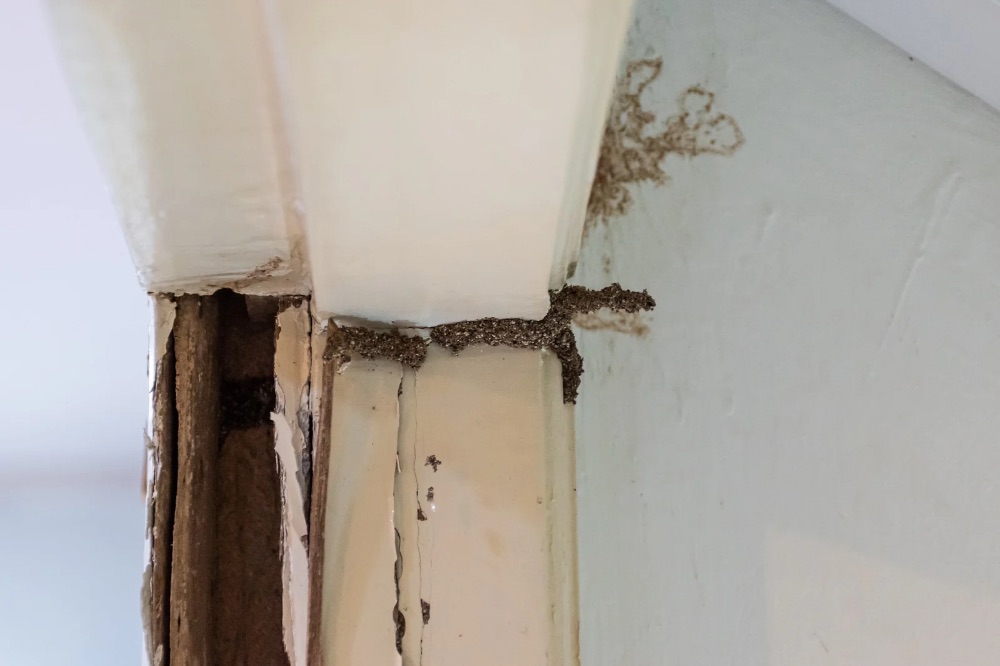 Termite Damage